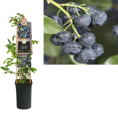 Klimplant Vaccinium corymbosum Jersey (bosbes)