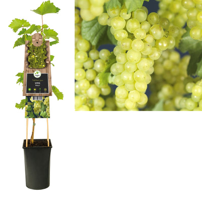 Klimplant Vitis Bianca (druif)