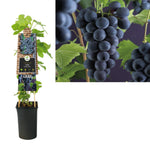 Klimplant Vitis Boskoop Glory  (druif)