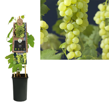Klimplant Vitis Himrod (pitloze druif) - Klimplanten
