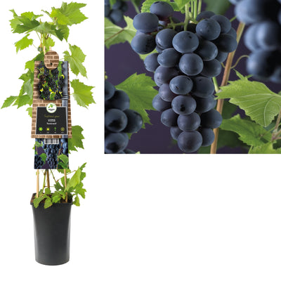 Klimplant Vitis Rembrandt (druif)