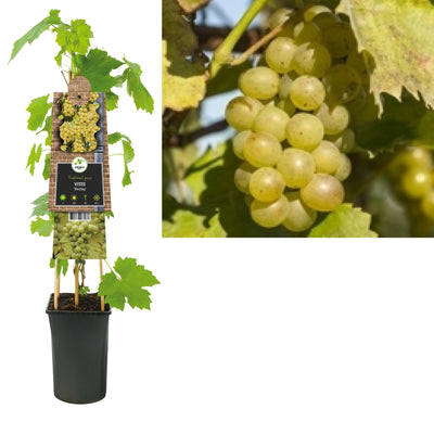 Klimplant Vitis Riesling (druif)