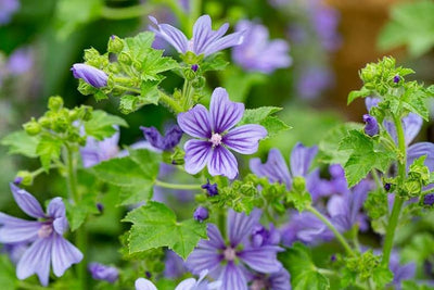 Kaasjeskruid (Malva sylvestris 'Primley Blue')