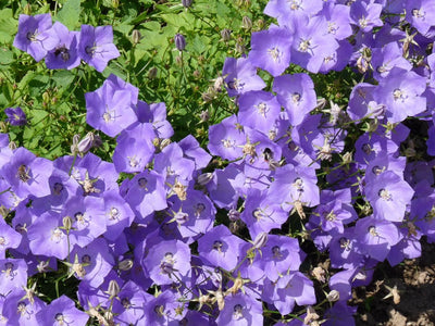 Karpatenklokje (Campanula carpatica ‘Blaue Clips’)