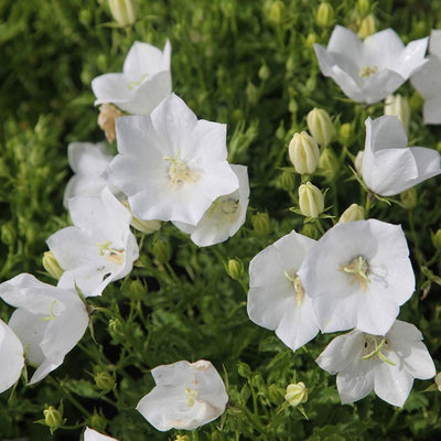 Karpatenklokje (Campanula carpatica ‘Weisse Clips’)