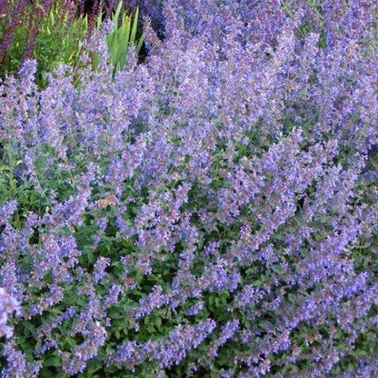 Kattekruid (Nepeta faassenii) - Tuinplanten