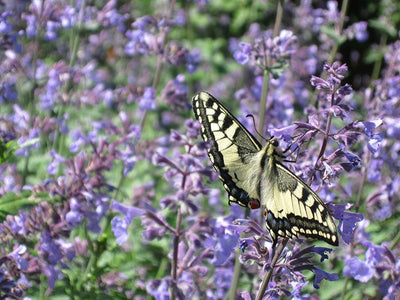 Kattekruid (Nepeta faassenii Walkers Low)