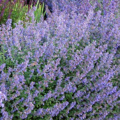 Kattekruid (Nepeta faassenii)