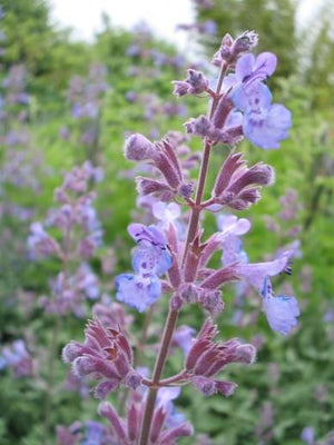 Kattekruid (Nepeta faassenii 'Six Hills Giant')