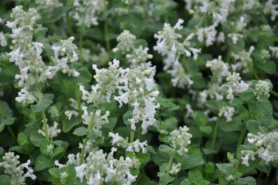 Kattekruid (Nepeta faassenii 'Snowflake')