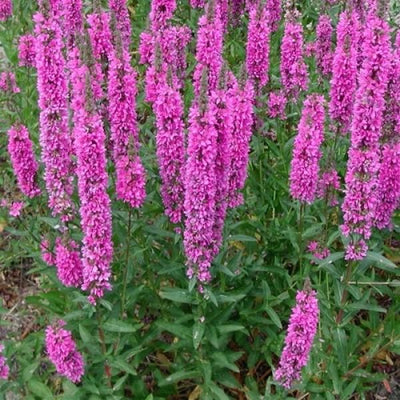 Kattestaart (Lythrum salicaria)