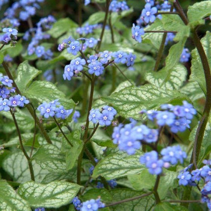 Kaukische vergeet-mij-niet (Brunnera macrophylla 'Jack Frost') - Tuinplanten