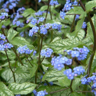 Kaukische vergeet-mij-niet (Brunnera macrophylla 'Jack Frost')