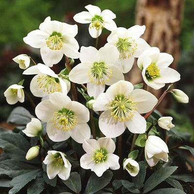 Kerstroos (Helleborus niger)