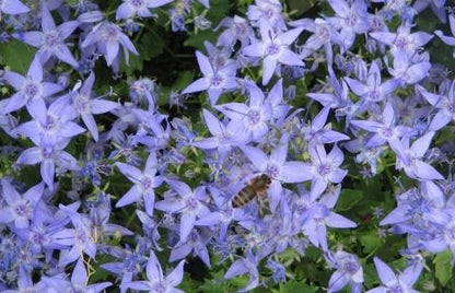 Klokjesbloem (Campanula garganica) - Tuinplanten