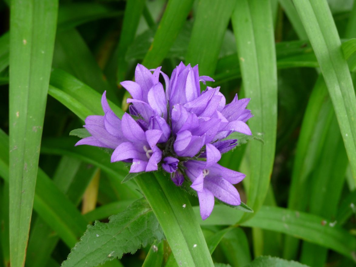 Kluwen klokje (Campanula glomerata 'Acaulis') - Tuinplanten