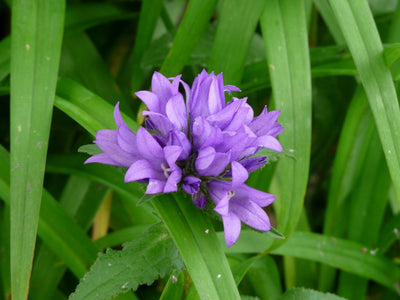 Kluwen klokje (Campanula glomerata 'Acaulis')