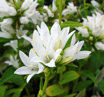 Kluwen klokje (Campanula glomerata 'Schneekrone')