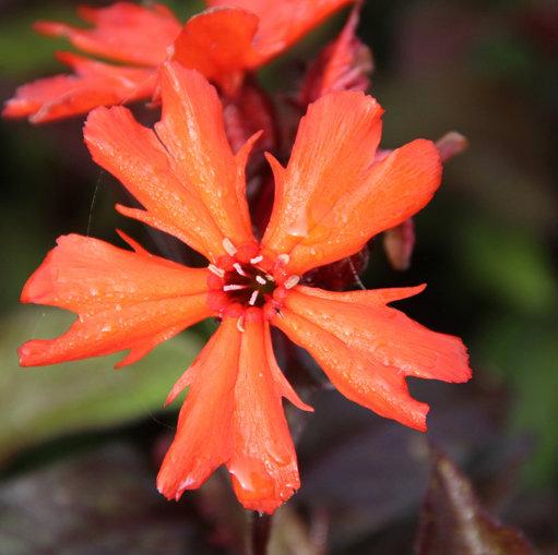 Koekoeksbloem (Lychnis arkwrightii 'Vesuvius') - Tuinplanten