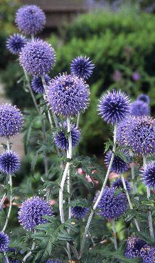 Kogeldistel (Echinops ritro 'Veitch's Blue')