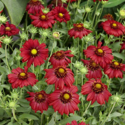 Kokardebloem (Gaillardia 'Burgunder')