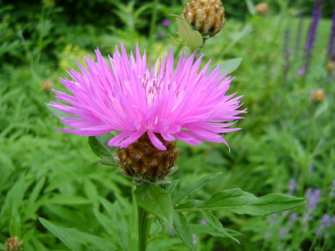 Korenbloem (Centaurea dealbata) - Tuinplanten