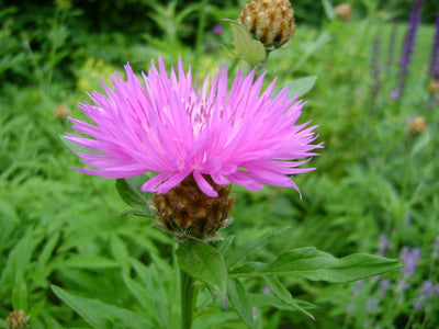 Korenbloem (Centaurea dealbata)