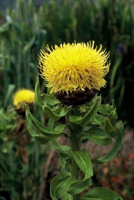 Korenbloem (Centaurea macrocephala)