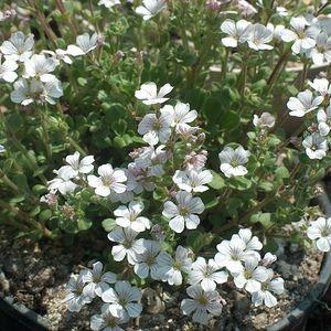 Kruipend gipskruid (Gypsophila cerastioides)