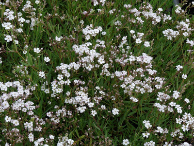 Kruipend gipskruid (Gypsophila repens 'Alba')