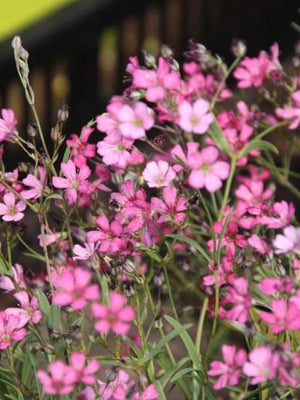 Kruipend gipskruid (Gypsophila repens 'Rosea')