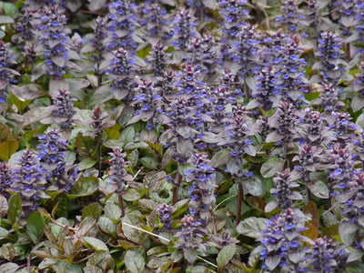 Kruipend zenegroen (Ajuga reptans 'Atropurpurea')