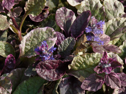 Kruipend zenegroen (Ajuga reptans 'Burgundy Glow') - Tuinplanten
