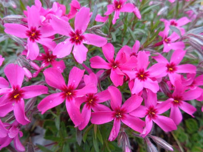 Kruipphlox (Phlox (S) 'Atropurpurea') - Tuinplanten