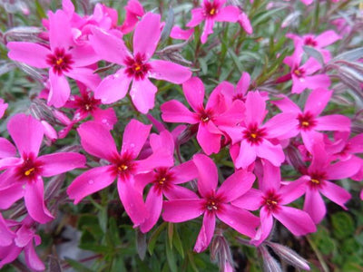 Kruipphlox (Phlox (S) 'Atropurpurea')