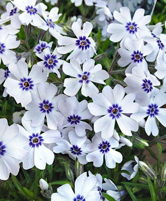 Kruipphlox (Phlox (S) 'Bavaria')