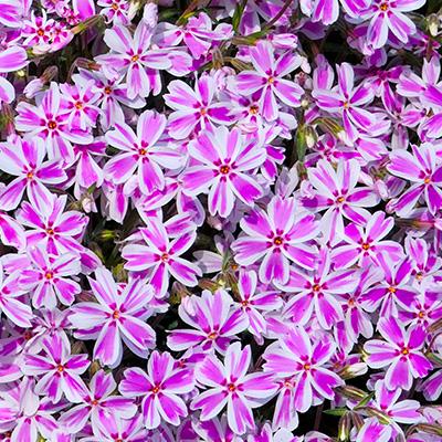 Kruipphlox (Phlox (S) 'Candy Stripes')