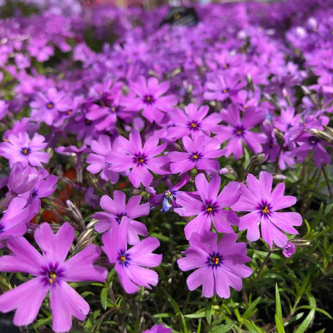 Kruipphlox (Phlox (S) 'Purple Beauty')