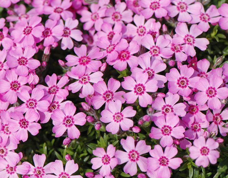 Kruipphlox (Phlox (S) 'Zwergenteppich) - Tuinplanten