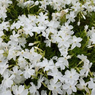 Kruipplox (Phlox (S) 'Calvides White')