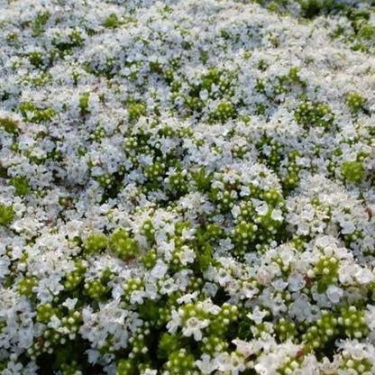 Kruiptijm (Thymus praecox 'Albiflorus') - Tuinplanten