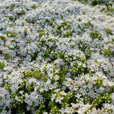 Kruiptijm (Thymus praecox 'Albiflorus')