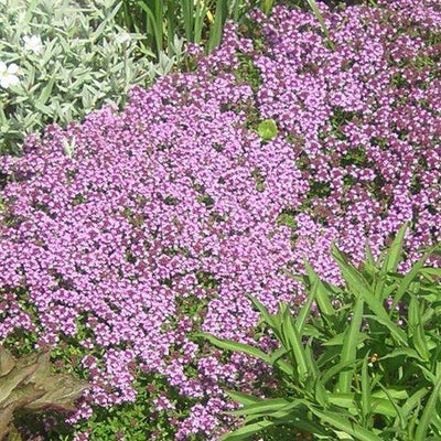 Kruiptijm (Thymus serpyllum)