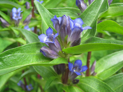 Kruisbladgentiaan (Gentiana cruciata)