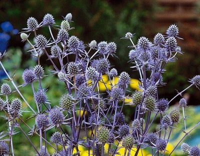 Kruisdistel (Eryngium planum)