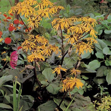 Kruiskruid (Ligularia dentata 'Desdemona')