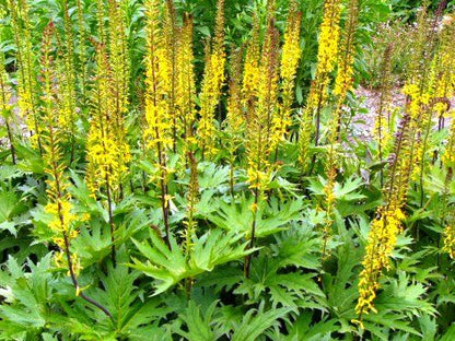 Kruiskruid (Ligularia przewalskii) - Tuinplanten