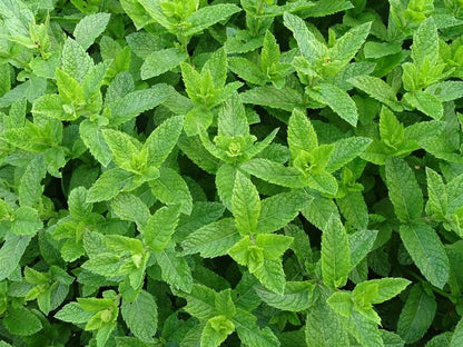 Kruizenmunt (Mentha spicata) - Tuinplanten