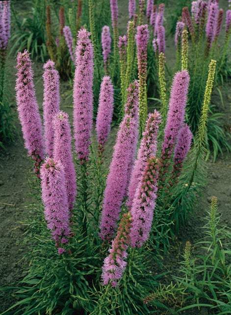 Lampepoetser (Liatris spicata 'Floristan Violett') - Tuinplanten