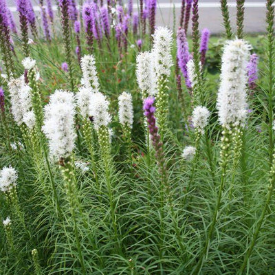 Lampepoetser (Liatris spicata 'Floristan Weiss')